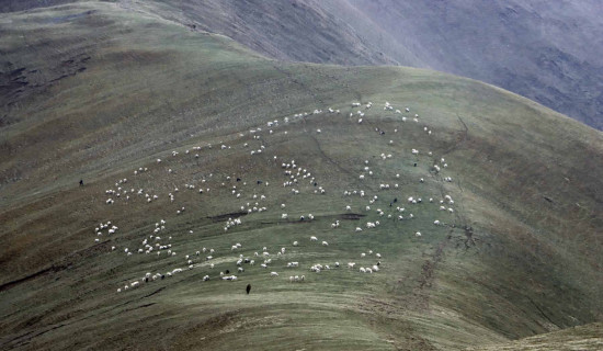 Sheep grazing at Chakakari Lake