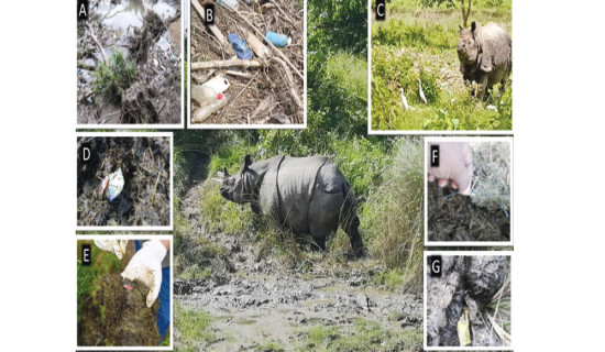 Plastic pollution threatens rhinos