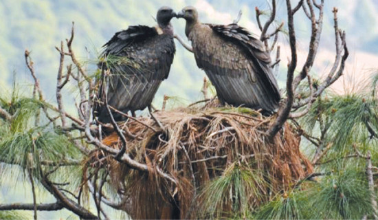 White-rumped vulture making resurgence