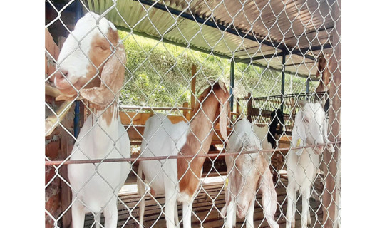 Livestock project aims sustainable ventures
