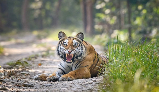Tiger terror on rise in northern Bardibas