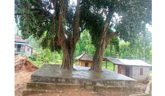 Youths in Rukum West engage in preserving banyan, Pipal trees