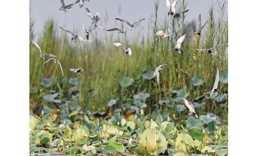 Jagdishpur emerges as nesting habitat for Whiskered Terns