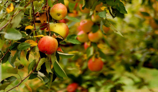 Jumla exports 21,000 metric tonnes of apple