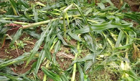 Local people of Achham stay awake throughout night to save corns from wild animals
