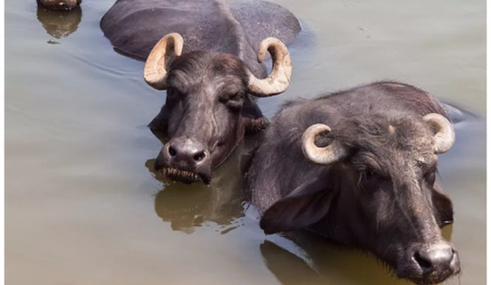 Indian man arrested for stealing buffaloes 58 years ago