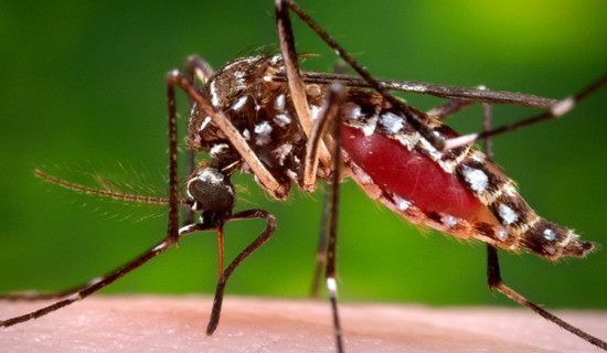 Viral fever and dengue cases up in Sarlahi
