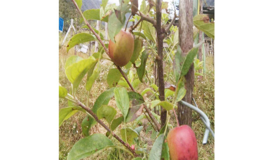 Apple plants in Ghunsa bear fruits in six months