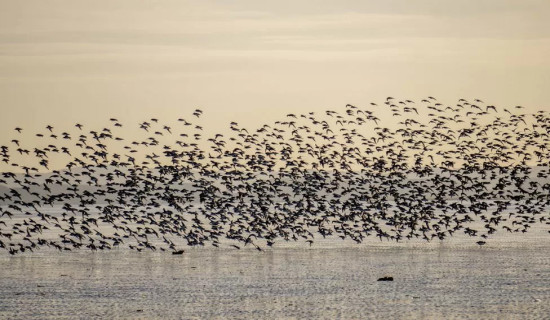 Migratory birds 'in freefall' over climate change