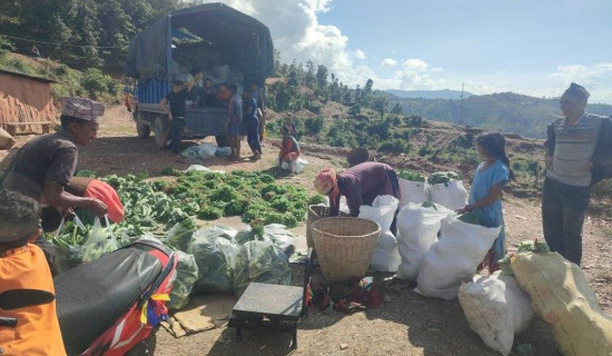 Vegetable farming changed face of village in Baitadi