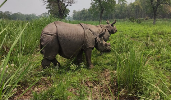 Two female rhinos translocated to Koshi Tappu