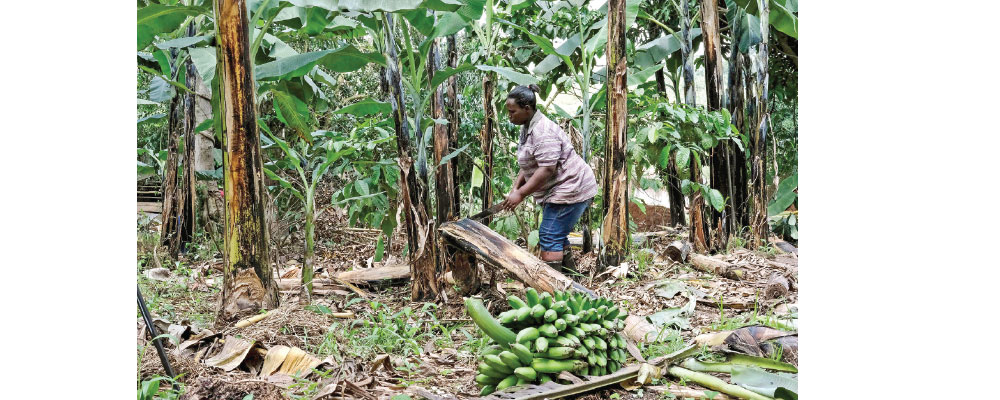 Ugandan business turns banana fiber into sustainable handicrafts