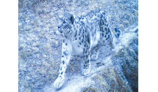 Two leopard species cram in same mountain habitat