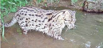 Wild cat taken under control from Makwanpur brought to Chitwan