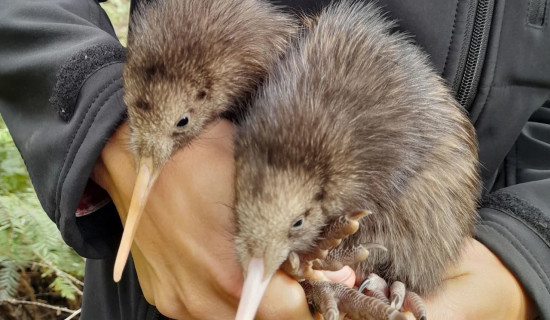 Kiwi birds born in New Zealand’s capital for first time in over a century