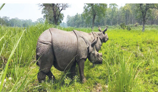 Translocated rhinos find new friends in Koshi Tappu