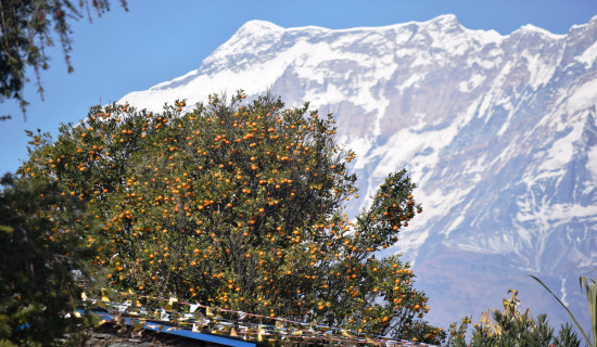 Orange farming in Myagdi's Dharapani