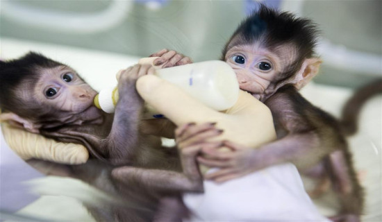 Cloned rhesus monkey grows into adulthood for first time: study