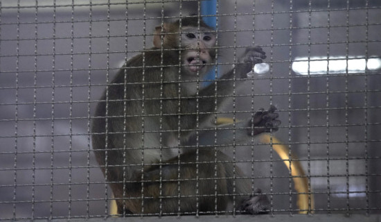 Plan for $400 million monkey-breeding facility in southwest Georgia draws protest