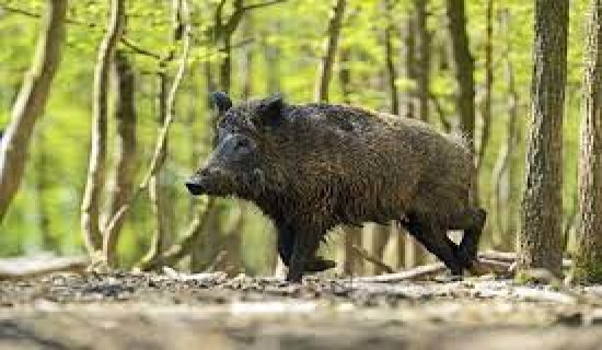 Wild boar menace panics villagers in Achham