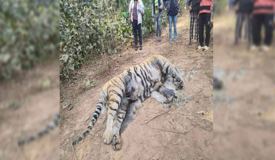 Male tiger found dead in Nawalpur