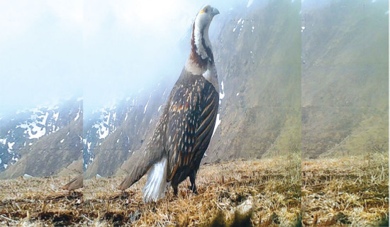 Himalayan Snowcock spotted in Dhorpatan