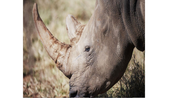 Poaching increases in SAfrica, 500 rhinos killed