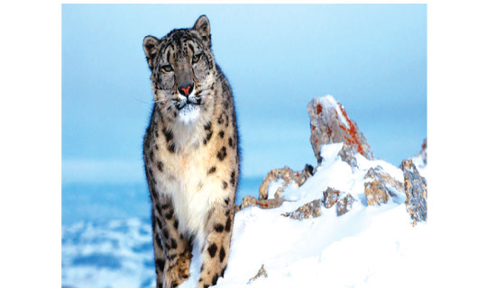 90 snow leopards recorded in Upper Dolpa