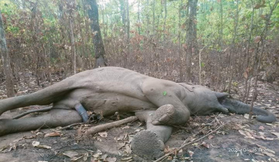 Wild elephant found dead in Jhapa, tusk cut off