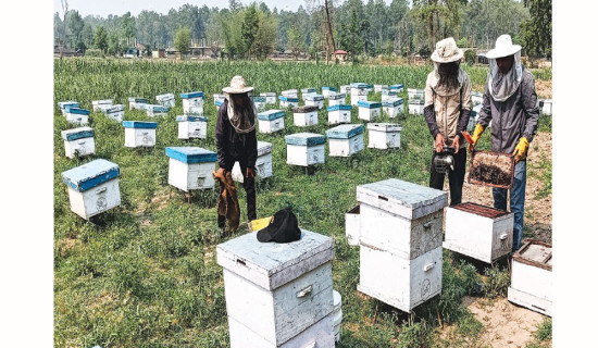 Decline in honey production frustrates farmers