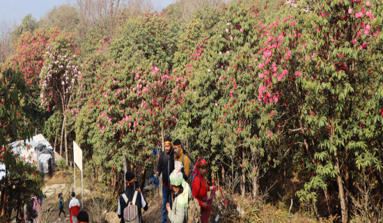 Pilgrims to Pathibhara enthralled by watching blooming rhododendrons