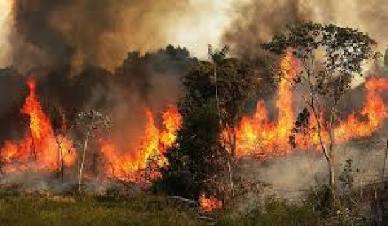 467 forest fire cases in Gandaki Province