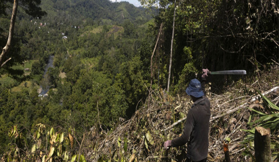 Deforestation trend stable in Indonesia: Study
