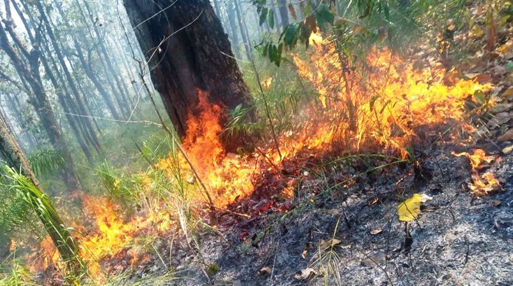 Wildfire destroys around 300 hectares of forest in Udayapur