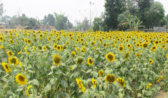 Sunflower farming in Kanchanpur