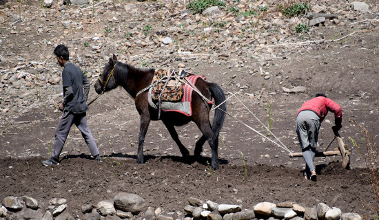 Using horse for ploughing in Dolpa