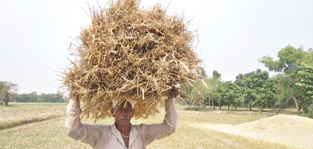 Political parties busy canvassing, farmers busy harvesting wheat