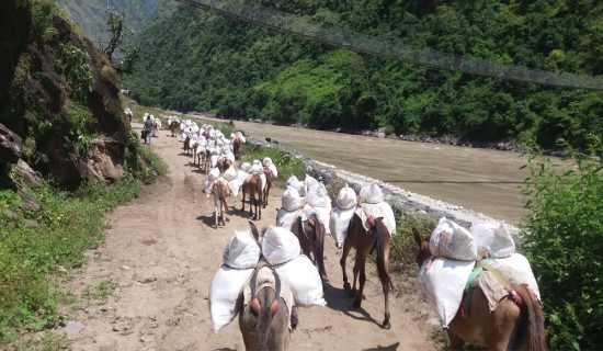 Mules start to disappear  in Kalikot