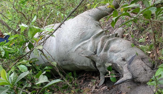Tiger and rhino found dead in CNP