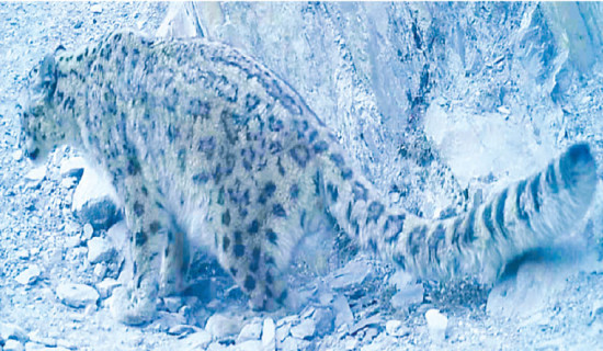 13 snow leopards found in Manaslu area
