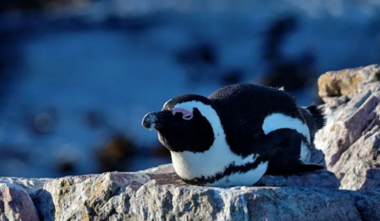 Fight to save African penguin goes to law