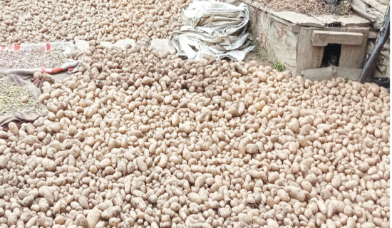 Farmers of Humla in trouble after being unable to sell potatoes