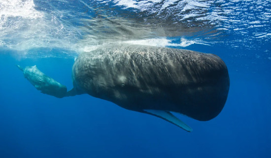 Scientists make surprising whale language discovery