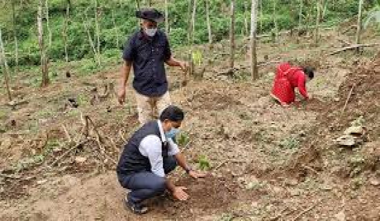 6,000 saplings planted so far under Bagmati River clean-up mega campaign