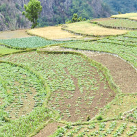 Lack of rain affects paddy  plantations in Madhes