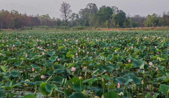 Lotus flowers on Buddhi Lake (Photo Feature)