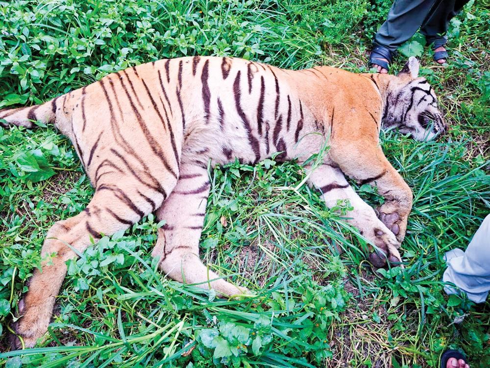 Captured tigers dying in captivity