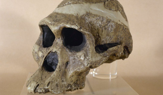Fossils: Cave woman one million years older than thought
