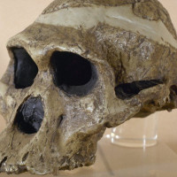 Fossils: Cave woman one million years older than thought
