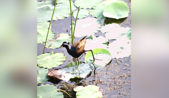 Bird count begins in  Ghodaghodi Sanctuary